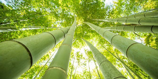 bambú japonés Japanese bamboo